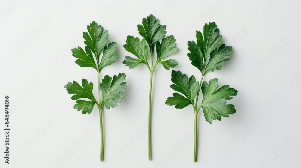 Fresh Green Parsley Leaves, Generative AI Fresh Green Parsley Leaves, Generative AI