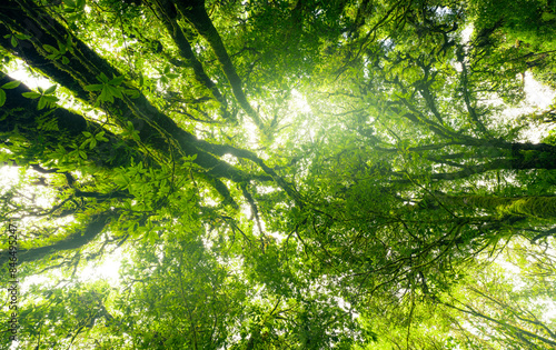 Fototapeta Naklejka Na Ścianę i Meble -  Looking up view of tree trunk to green leaves of tree in forest with sun light. Fresh environment in green woods. Forest tree on sunny day. Natural carbon capture. Sustainable conservation and ecology