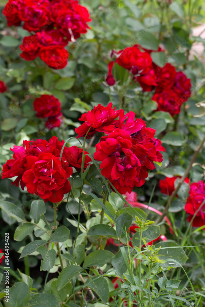 Fototapeta premium Blossoming red roses in Belgrade