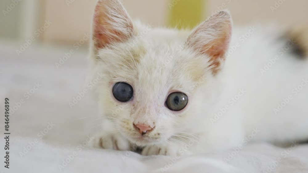 a white cat cat playing, resting, relaxing on bed. a white cat cat playing, resting, relaxing on bed.
