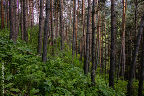 Pine forest, coniferous forest, plants, grass, high resolution, Almaty, Kazakhstan