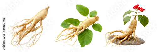 Fresh Ginseng Root with Green Leaves and Red Berries Isolated on Transparent Background