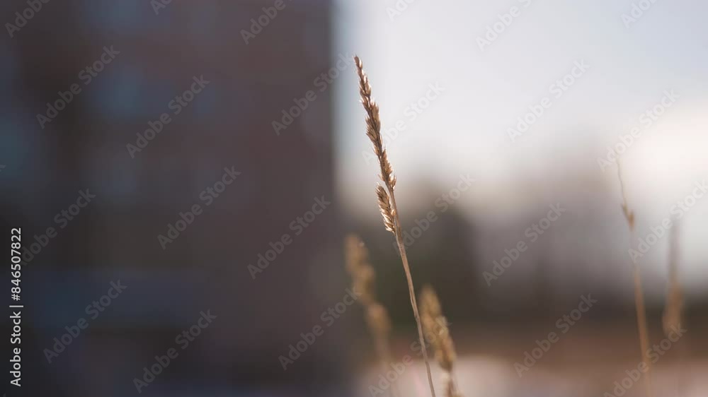 Meadow grass waving in the wind on sunny winter day Meadow grass waving in the wind on sunny winter day