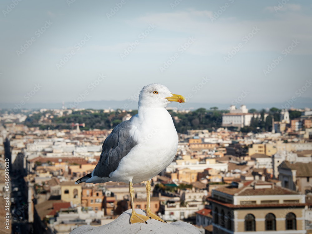 Bird perched on a ledge, in front of the Rome cityscape Bird perched on a ledge, in front of the Rome cityscape