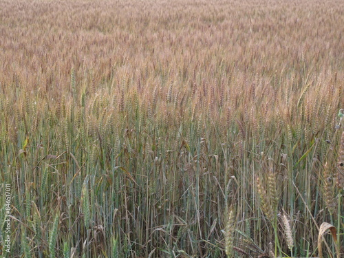piante di grano in campagna