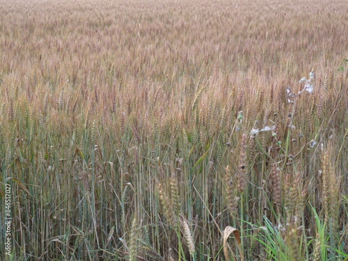 piante di grano in campagna