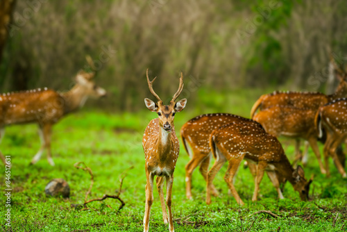 Masinagudi,Nilgiri Biosphere Reserve, Tamil Nadu photo