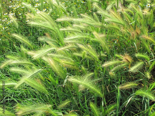piante di grano in campagna