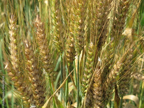 piante di grano in campagna