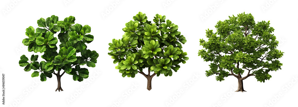 Fototapeta premium Trio of Green Trees with Thick Foliage Isolated on Transparent Background
