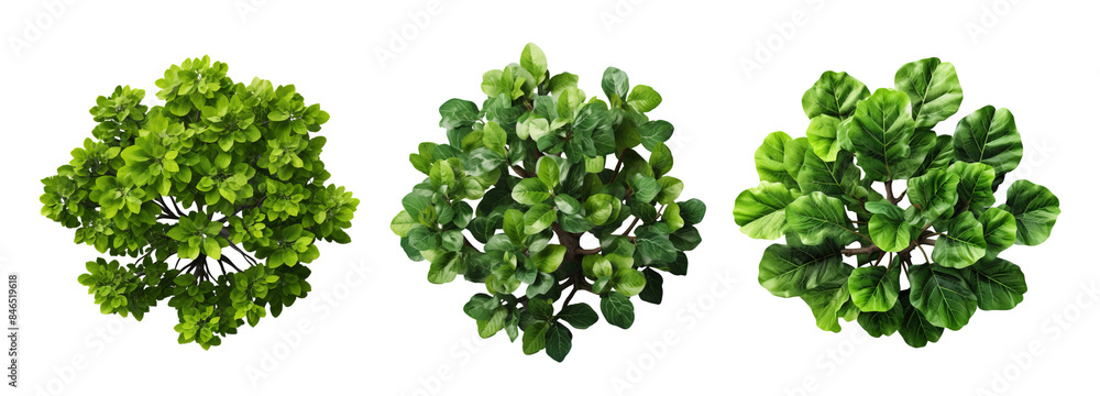 Fototapeta premium Trio of Bushy Green Plants with Dense Leaves Isolated on Transparent Background