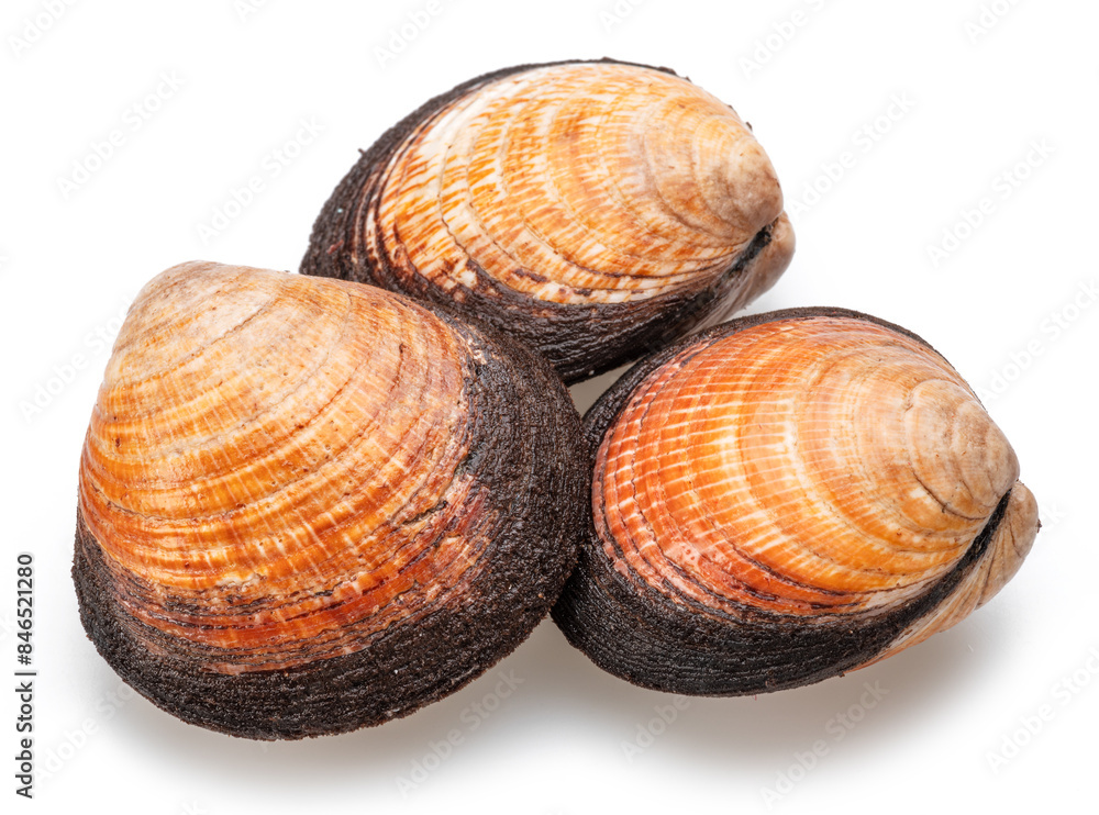 Edible raw hard clams isolated on white background. Delicacy food.