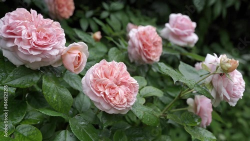 pink roses in a garden
