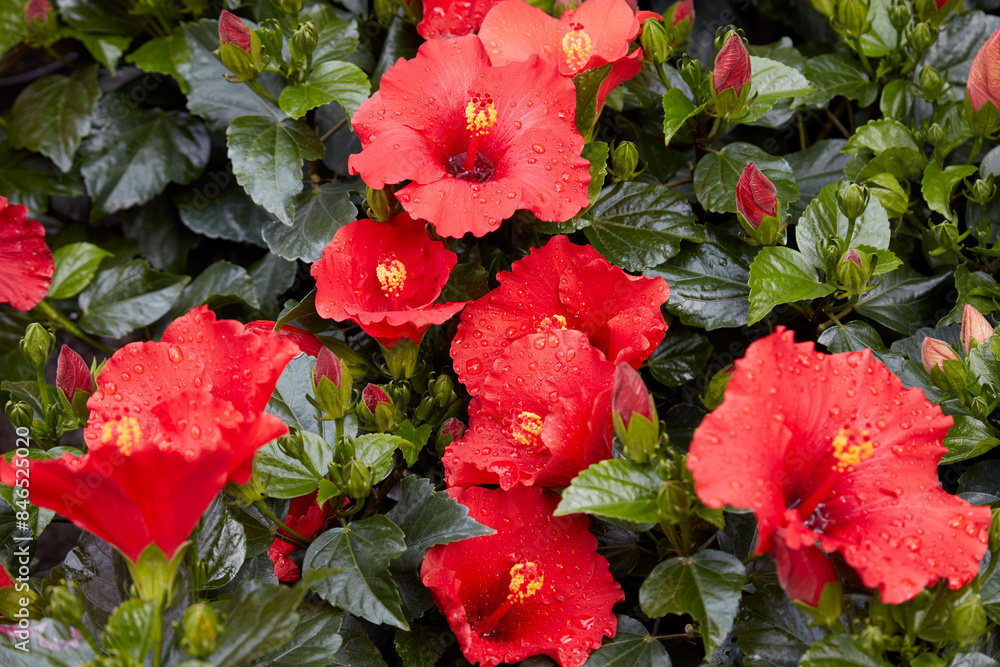 Hibiscus rosa sinensis or Chinese hibiscus plants with red flowers background Hibiscus rosa sinensis or Chinese hibiscus plants with red flowers background