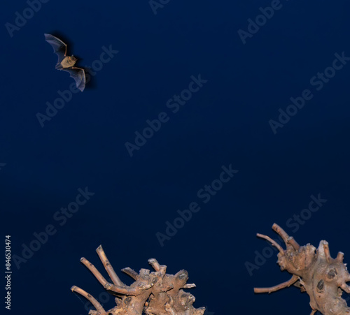 Wallpaper Mural pipistrelle dans la nuit autour de l'arbre Torontodigital.ca