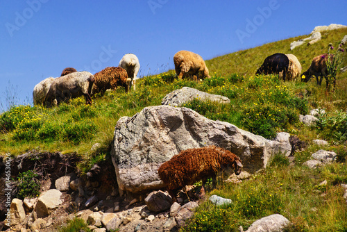 Flock of sheep grazing in Caucasus Mountains © Marina