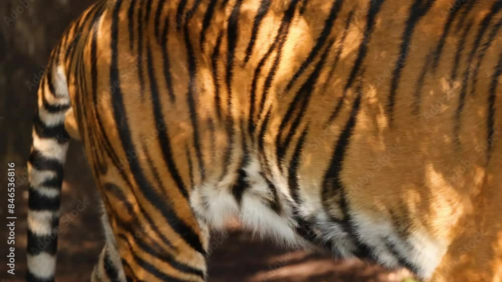 Tiger Walking at Melbourne Zoo Tiger Walking at Melbourne Zoo