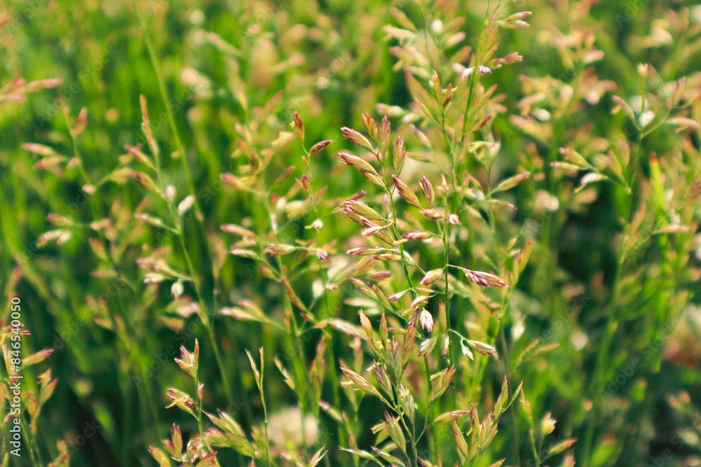 Obraz premium Flowering grasses that are the cause of many allergies. Green grass Close up. copy space for pollen allergy season