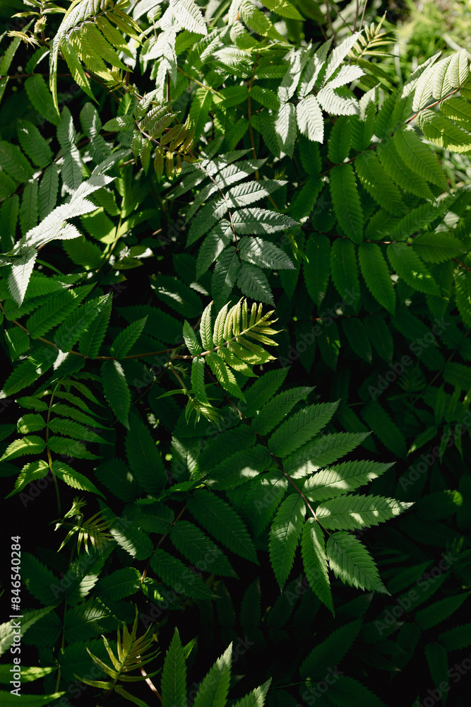 leaves on a dark natural background and sunlight from above leaves on a dark natural background and sunlight from above