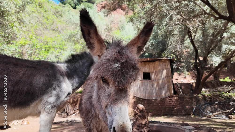Moroccan native donkey Barb or the Atlas up close in nature argan forest Moroccan native donkey Barb or the Atlas up close in nature argan forest
