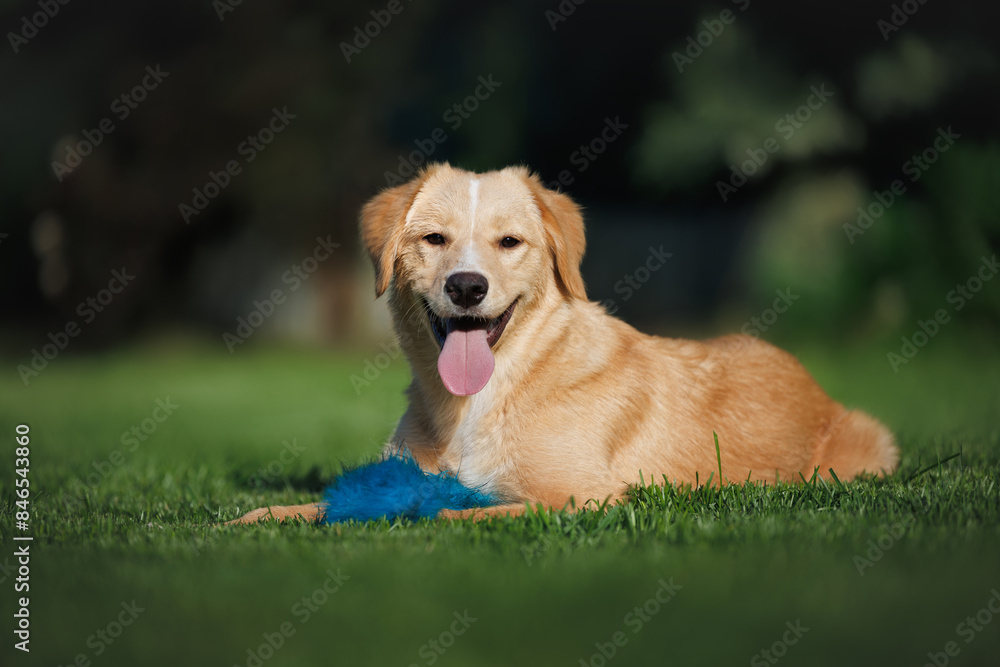 mixed breed puppy lying on grass with a fluffy toy mixed breed puppy lying on grass with a fluffy toy