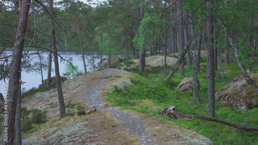 Path in a forest, next to lake, camera tilts up Path in a forest, next to lake, camera tilts up