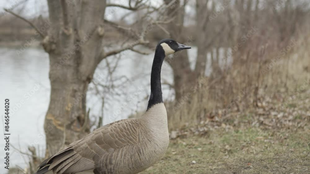 Closeup Portrait Of A Wild Canada Goose Closeup Portrait Of A Wild Canada Goose