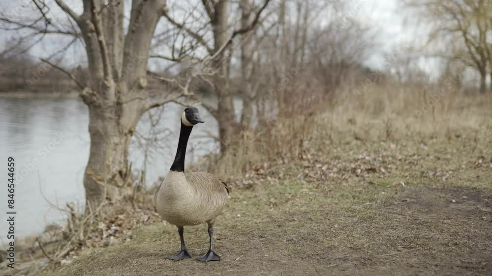 Canada Goose Feeding On A River Shoreline, Wild Bird Canada Goose Feeding On A River Shoreline, Wild Bird