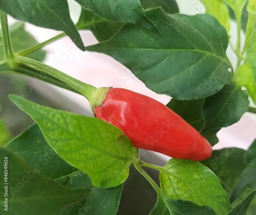 Close-up of cayenne pepper chili tree in the garden