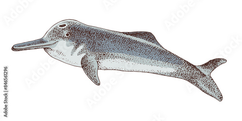 Yangtze river dolphin extinct animal sketch