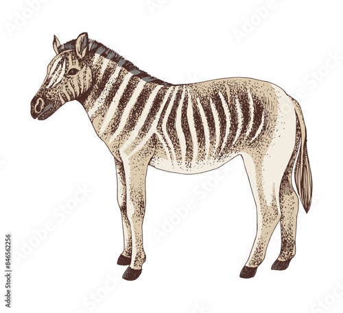 Quagga extinct animal sketch vector