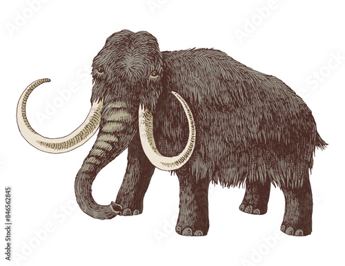 Woolly mammoth extinct animal sketch