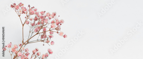 Beautiful color pink gypsophila twig isolated on white background