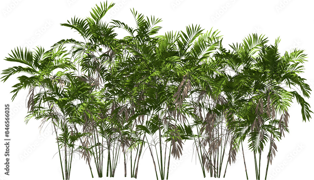 costaricana cluster palm trees hq arch viz cutout plants