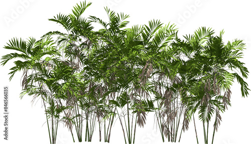 Obraz na płótnie costaricana cluster palm trees hq arch viz cutout plants w salonie