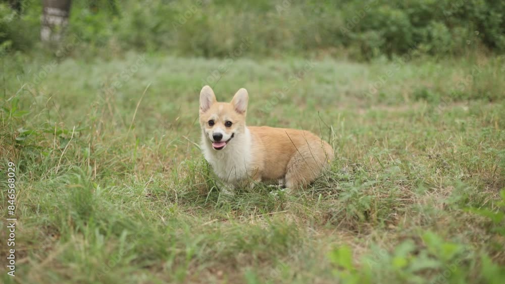 A Welsh corgi puppy on a summer walk in the grass A Welsh corgi puppy on a summer walk in the grass