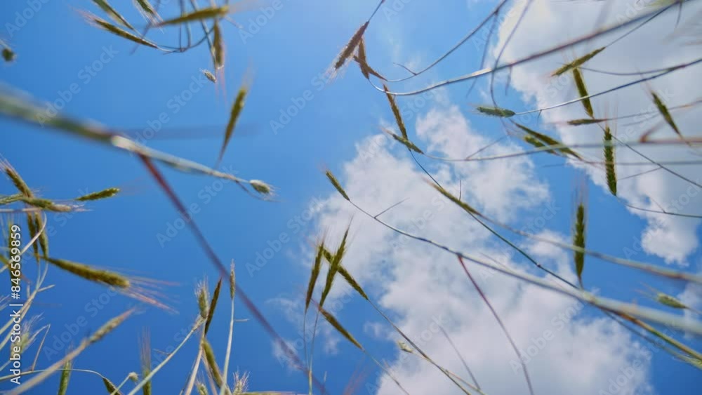 Wheat stalks waving against the sky and clouds. Captured in slow motion on a sunny day. The crop ripens under the sunlight. Individual ears of wheat are clearly seen. Wheat stalks waving against the sky and clouds. Captured in slow motion on a sunny day. The crop ripens under the sunlight. Individual ears of wheat are clearly seen.