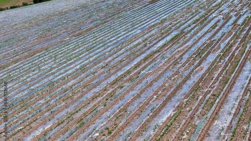Drone captures a vast field of crops covered with protective plastic against frost. Slightly torn agrofabric aids healthy plant growth. Sunny weather, clear blue sky. Drone captures a vast field of crops covered with protective plastic against frost. Slightly torn agrofabric aids healthy plant growth. Sunny weather, clear blue sky.