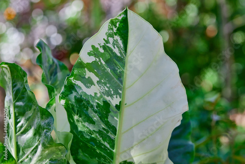 Close-up of Alocasia macrorrhizos (L.) G.Don leaf in garden photo