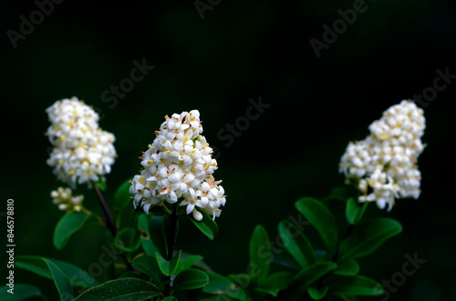 The wild privet (Ligustrum vulgare) in flower with a dark background