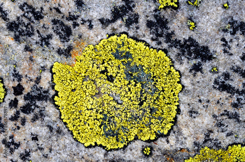 The map lichen (Rhizocarpon...