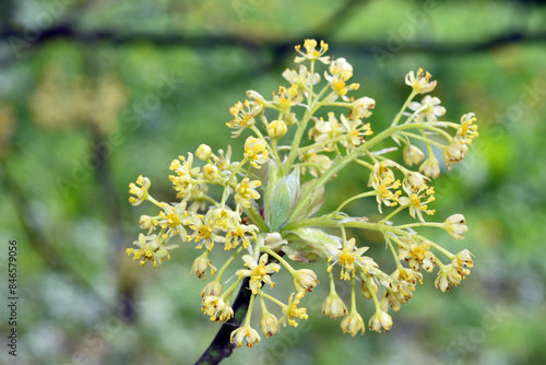 Flowers of the sassafras tr...