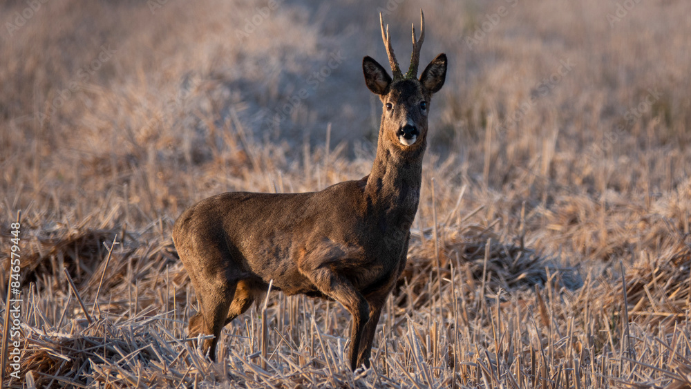 Roe Deer Buck in Stubble Field Roe Deer Buck in Stubble Field