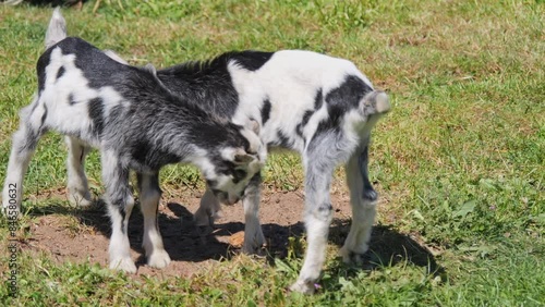 Young goats frolic in the pen outside the stable. They munch on grass, head-butt each other, and drink their mother’s milk. Wooden fencing encloses the area. Fun goats on a sunny day.