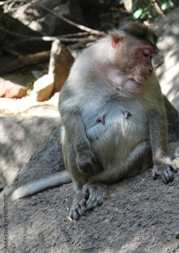 a macaque sitting on a stone