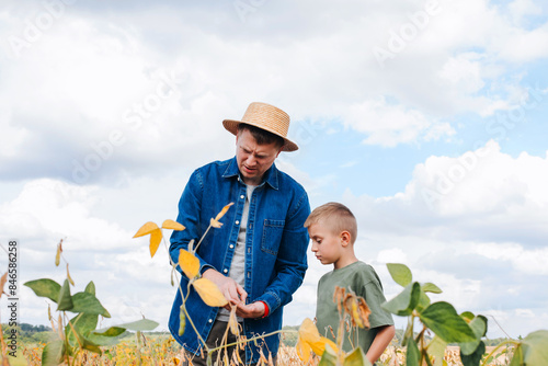 Agronomist, father and son together in agriculture field with soybeans. The man shows the boy ripe soy. Quality control of crops. Front view