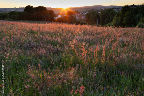 Sun setting over a field full of red weeds and grass 