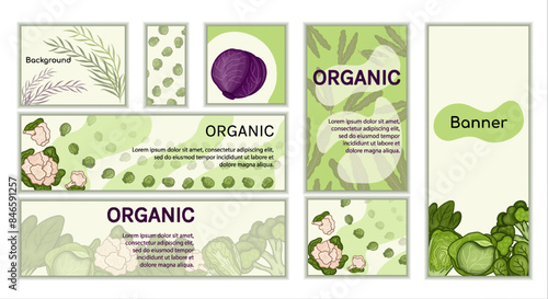Set Cabbage banners vector. backgrounds Horizontal, vertical, square for theme harvest, vegetable garden, health, herbs, healthy lifestyle. Design frame for decoration website, postcard, cover, poster