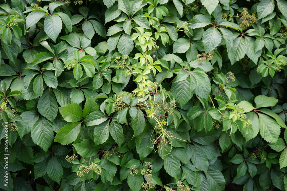 Fototapeta premium Parthenocissus Vitacea
