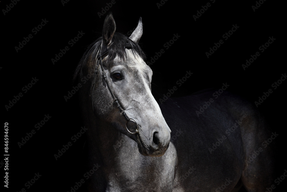 Andalusian horse portrait against dark stable background